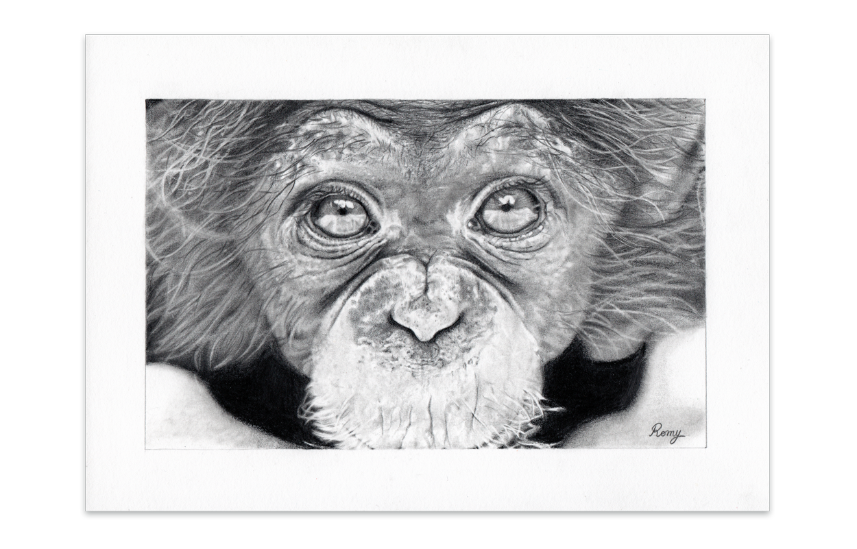 Portrait d'un chimpanzé réalisé aux crayons