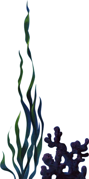 image d'une algue et de corail