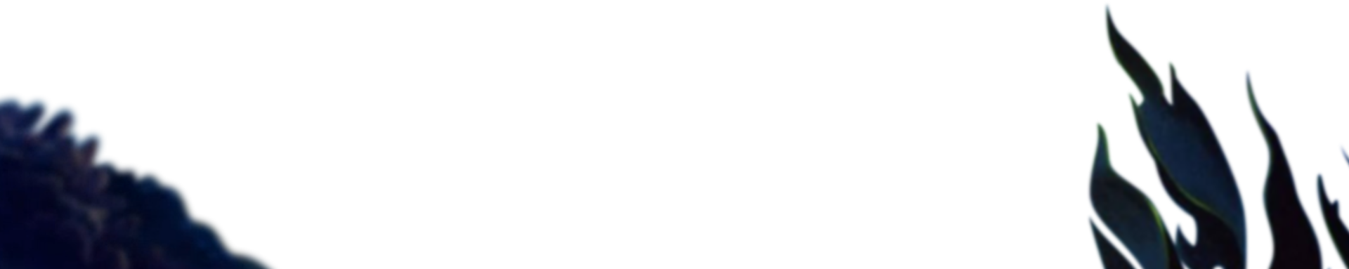 premier plan, corail et algue se trouvant à gauche et à droite